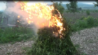 Şəkidə “Xaş-xaş 2020” əməliyyatı; 1 tona yaxın çətənə kolu məhv edilib 