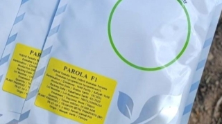 Azərbaycana gətirilən pomidor toxumlarında zərərli orqanizm aşkarlanıb