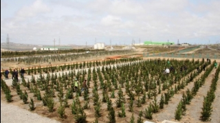 Bayram günlərində 40 mindən çox ağac əkilib