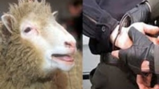 Saatlıda fermadan 120 baş qoyun oğurlayan çoban tutulub