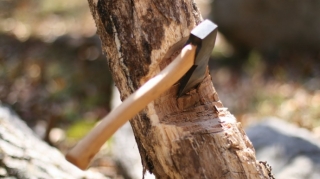 Bakıda ağacları kəsən tikinti şirkəti 15 min manat cərimələnib