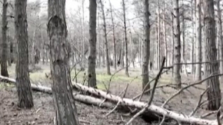 Biləcəridə meşə məhv olur, 8 aydır tədbir görən yoxdur... - VİDEO