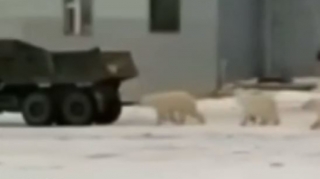 Ağ ayılar və tülkülər tikinti meydançasındakı avtomobillərə hücum etdilər   - VİDEO