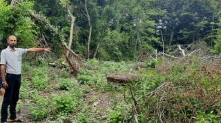 Qaxda qovaq ağaclarını kəsən şəxs barəsində cinayət işi başlanılıb - FOTO