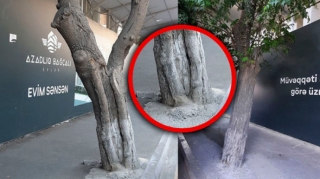Bakıda tikinti şirkəti ağacları beton qəfəsə salıb   - FOTO