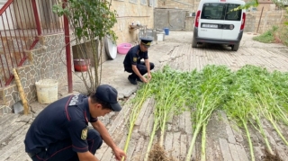 Ağsu sakininin həyətində 85 kq-dan artıq narkotik aşkarlanıb  - FOTO