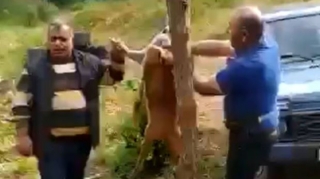 Laçında cüyür ovlayanlarla bağlı DİN-dən AÇIQLAMA  - VİDEO 