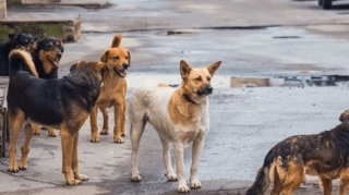 Naxçıvanda sahibsiz itlər 3 nəfərə xəsarət yetirdi 