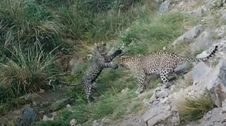 Zəngəzurda bəbir balaları görüntüləndi - VİDEO