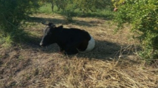 Ermənilər Mingəçevirə raketlər atdı, Bərdədə məhv edildi   - FOTO