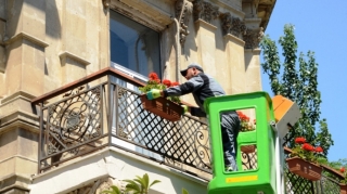 Bakıda eyvanlara 3000-dən çox dibçək yerləşdirilib - FOTO