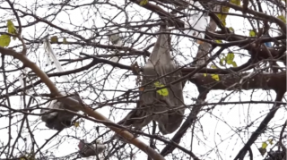 "Zibil qutuları var, amma sakinlər qapağı açıb tullantıları atmağa tənbəllik edirlər" - VİDEO