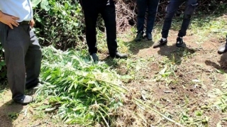 Meşə zolağında narkoplantasiya yetişdirən şəxs saxlanıldı   - FOTO