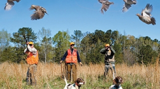 Azərbaycanda hansı vəhşi heyvan və quşlar ovlana bilər? - QAYDALAR 