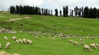 Monqolustandan gətirilən ətlə bağlı ŞOK görüntülər - Heyvanı belə kəsirmişlər - VİDEO   