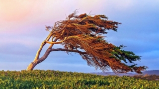 Küləkli hava şəraiti ilə bağlı sarı və narıncı XƏBƏRDARLIQ 