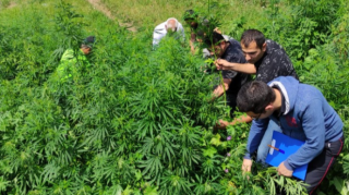 Qazaxda çətənə kolları məhv edilib  - FOTO