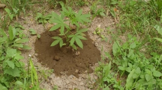 Saatlıda kultivasiya yolu ilə yetişdirilən 7 ədəd çətənə kolu aşkar edilib  - FOTO