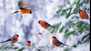 Dekabr ayına olan hava proqnozu AÇIQLANDI 