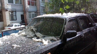 Раскрыта опасность тополиного пуха для машин 