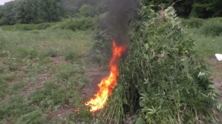 Qaxda yabanı halda bitən 3 ton çətənə kolu məhv edildi