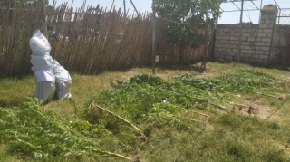 Bərdədə çətənə bitkisinin kultivasiyası ilə məşğul olan şəxs saxlanılıb