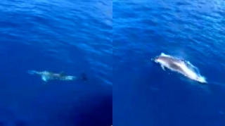 Turistləri daşıyan gəmini müşayiət edən delfin maraqla qarşılandı - VİDEO 
