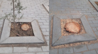 В Баку вырубили деревья  - ФОТО