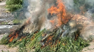 Daşkəsəndə 634 kq çətənə məhv edildi 