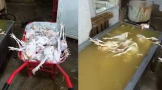 Süni şəkildə “kənd çolpası”  görünüşü verilən 600-ə yaxın toyuq aşkarlanıb - FOTO