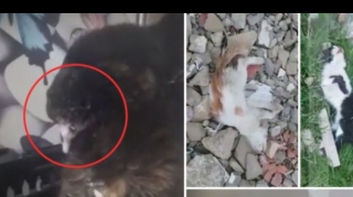 Bakıda dəhşət: Pişiklər işgəncə ilə öldürüldü - VİDEO 