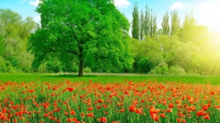 Sabah bəzi yerlərdə havanın temperaturu 41 dərəcəyədək yüksələcək 