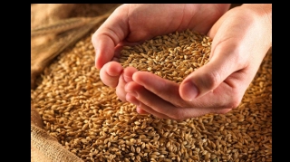 Dənli bitkilərin ölkədən çıxarılması məhdudlaşdırılıb 