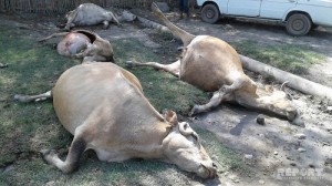 Küçənin ortasında tələf olmuş heyvanlar - FOTO