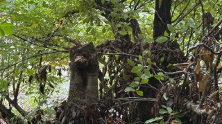 Oğuzda ağac kəsiminə görə cinayət işi başlanıldı 