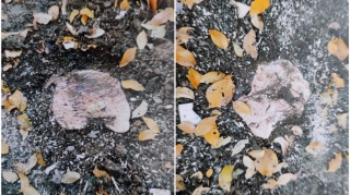 “Qırmızı kitab”a düşən ağacları kəsən şəxsə cinayət işi açılıb   - FOTO