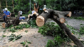 Sabirabadda ağacların qanunsuz kəsilməsi ilə bağlı cinayət işi açılıb