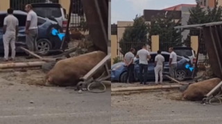 Bakıda “Prius” heyvan aparan yük avtomobili ilə toqquşdu, tıxac yarandı    - VİDEO