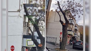 Şəhərin mərkəzində  ağacı kəsib reklam lövhəsi yerləşdirirlər - İDDİA  - FOTO