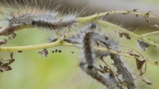 "Qurdlar artıq binadan-binaya yayılırlar" - Sakinlərdən növbəti ŞİKAYƏT  - VİDEO