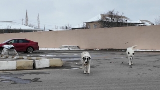 Sahibsiz itlər 3 nəfərə xəsarət yetirdi - VİDEO 