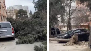 Bakıda ağac avtomobilin üzərinə aşdı, yol bağlandı - VİDEO 