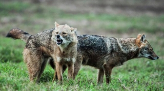 Çaqqalların hücum etdiyi 43 yaşlı kişi ölüb  - FOTO