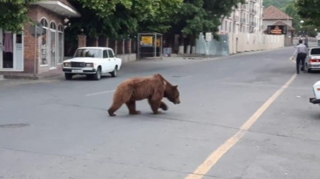 Şəhərdə dolaşan ayı ilə bağlı daha bir AÇIQLAMA 