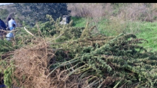 Ağdamın Sırxavənd kəndində separatçıların narkotik plantasiyası aşkarlanıb - FOTO 
