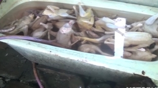 Bağça binasında toyuq kəsimi ilə məşğul olurlar - FOTO - VİDEO