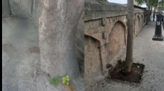 “Asfalt zindan”a salınan ağaclar azadlığa qovuşdu - FOTO