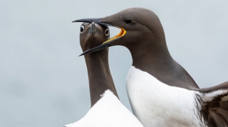 Gülmək istəyirsinizsə, bu fotolara baxın - FOTOLAR 