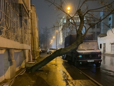 Bayılda ağac piyadaların yolunu kəsib: təhlükəli vəziyyət var - FOTO