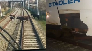 “Azərbaycan Dəmir Yolları” QSC mal-qara saxlayanlara MÜRACİƏT ETDİ   - VİDEO